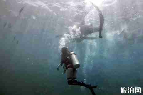 菲律賓鯨鯊小鎮哪里可以看鯨鯊 菲律賓鯨鯊小鎮游玩攻略