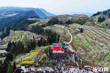 2019庙安李花节3月18日开启