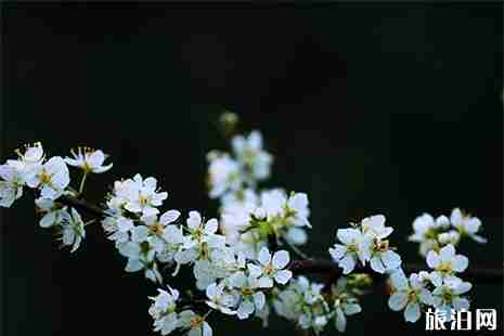 2019庙安李花节3月18日开启