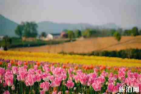 2019巢湖半湯郁金香節(jié)2月28日 附活動(dòng)時(shí)間安排 2019巢湖半湯郁金香節(jié)2月28日 附活動(dòng)時(shí)間安排