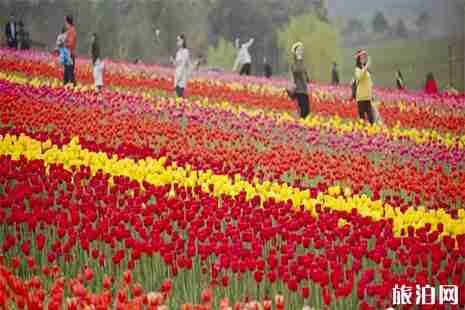 2019巢湖半湯郁金香節(jié)2月28日 附活動(dòng)時(shí)間安排 2019巢湖半湯郁金香節(jié)2月28日 附活動(dòng)時(shí)間安排