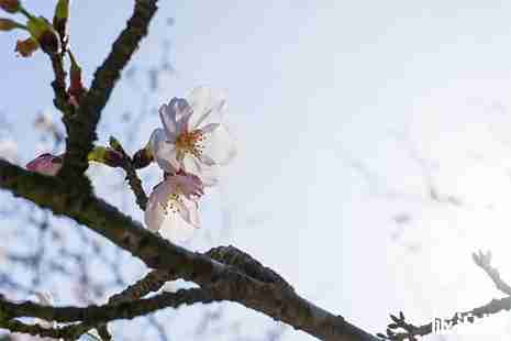 2019桐鄉(xiāng)市首屆槜李文化節(jié)暨桃園村李花觀賞活動3月23日開啟 2019桐鄉(xiāng)市首屆槜李文化節(jié)暨桃園村李花觀賞活動3月23日開啟