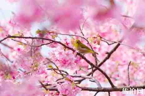 2019玉淵潭櫻花觀賞路線+花期+最佳地點 2019玉淵潭櫻花觀賞路線+花期+最佳地點