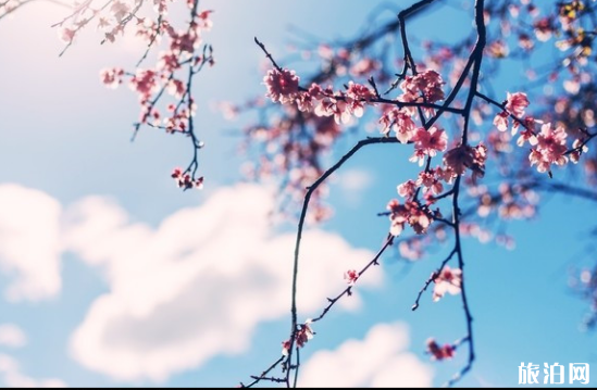 2019玉淵潭櫻花觀賞路線+花期+最佳地點 2019玉淵潭櫻花觀賞路線+花期+最佳地點