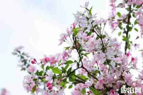 2019成都地鐵賞花指南