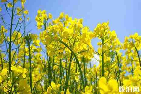 2019潭溪大陂流油菜花節(jié)3月30日開啟 附活動(dòng)信息