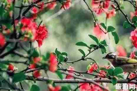 成都地鐵3號線時間表+站點 成都地鐵3號線賞花地點推薦 成都地鐵3號線時間表+站點 成都地鐵3號線賞花地點推薦