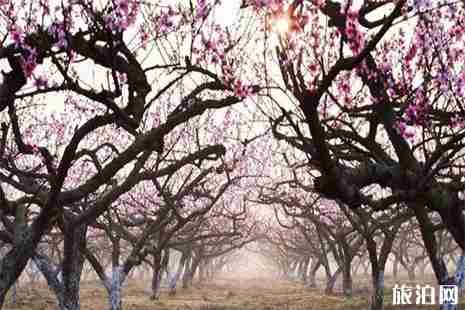2019安徽阜陽市子胥桃花節3月26日開啟 2019安徽阜陽市子胥桃花節3月26日開啟