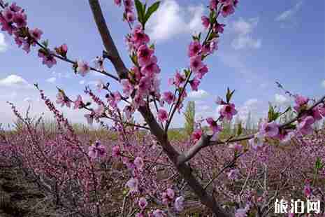 2019安徽阜陽市子胥桃花節3月26日開啟 2019安徽阜陽市子胥桃花節3月26日開啟