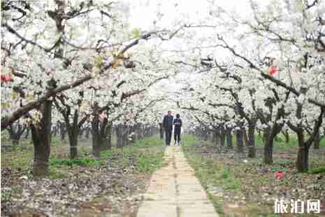 2019河北梨花節(jié)是什么時(shí)候+在哪里 2019河北梨花節(jié)是什么時(shí)候+在哪里
