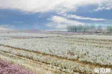 2019河北梨花節(jié)是什么時(shí)候+在哪里 2019河北梨花節(jié)是什么時(shí)候+在哪里