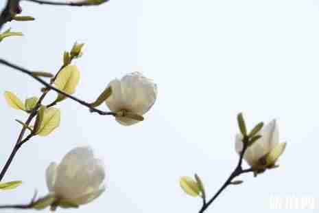 杭州哪里有玉蘭花