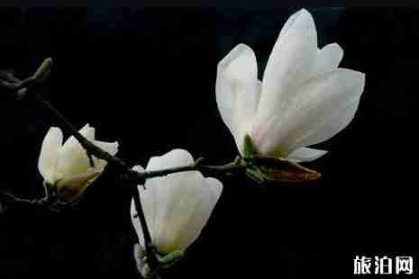 杭州哪里有玉蘭花