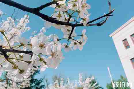 玉田賞花地圖 玉田賞花指南
