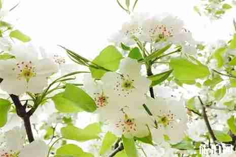 玉田賞花地圖 玉田賞花指南 玉田賞花地圖 玉田賞花指南