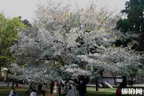 2019年五一青島旅游攻略 2019年五一青島旅游攻略