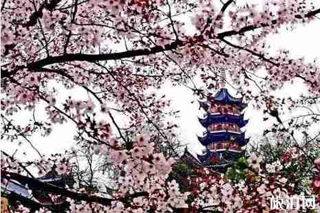 2019江蘇賞櫻花的地方整理 2019江蘇賞櫻花的地方整理