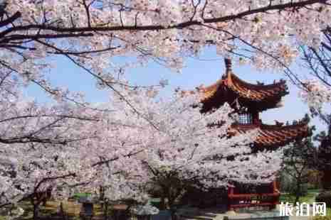 2019江蘇賞櫻花的地方整理 2019江蘇賞櫻花的地方整理