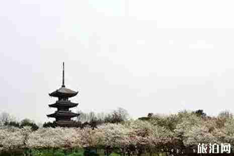 2019江蘇賞櫻花的地方整理 2019江蘇賞櫻花的地方整理