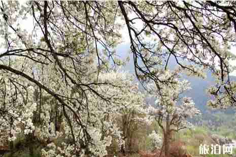 2019孟津會盟梨花節3月26日開啟