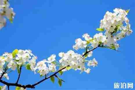 2019孟津會盟梨花節3月26日開啟 2019孟津會盟梨花節3月26日開啟