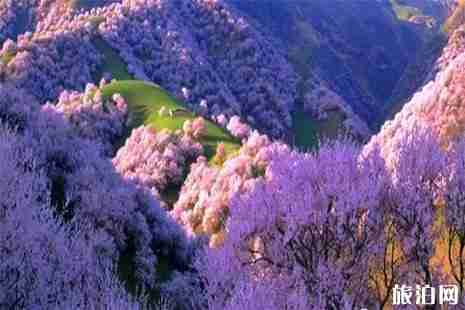 2019那拉提杏花谷3月26日開園 2019那拉提杏花谷3月26日開園