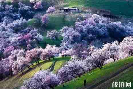 2019那拉提杏花谷3月26日開園 2019那拉提杏花谷3月26日開園