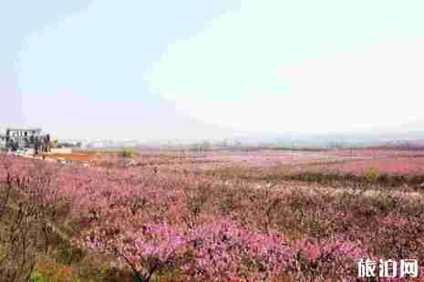 2019孝感楊店桃花節3月28日開啟