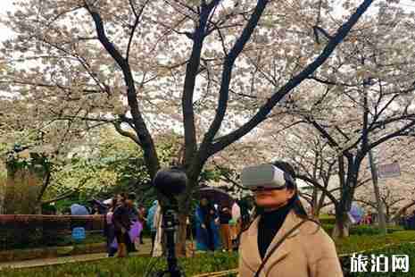 武大樱花5G直播地址+详解