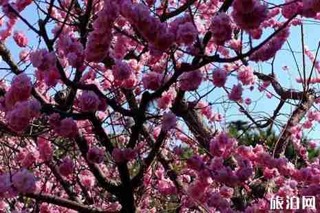 2019北京清明節賞花去哪+攻略