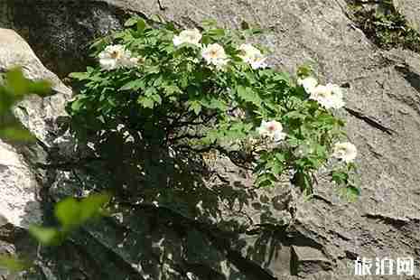 2019巢湖銀屏山牡丹花節3月30日開啟 附交通信息