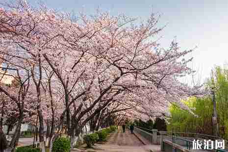 清明节带孩子去哪里玩比较好+旅游线路推荐