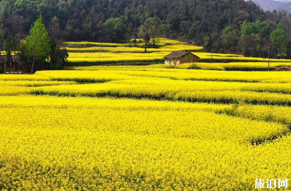 汉中油菜花最佳观赏路线 西安周边油菜花2019地址+交通
