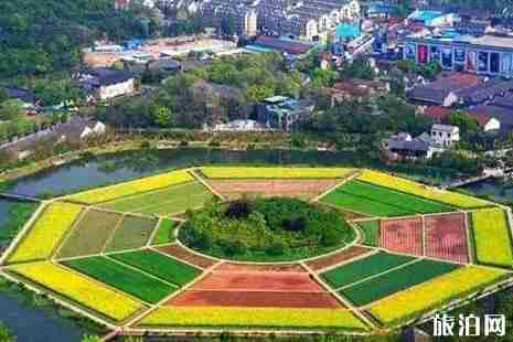 杭州油菜花哪里有