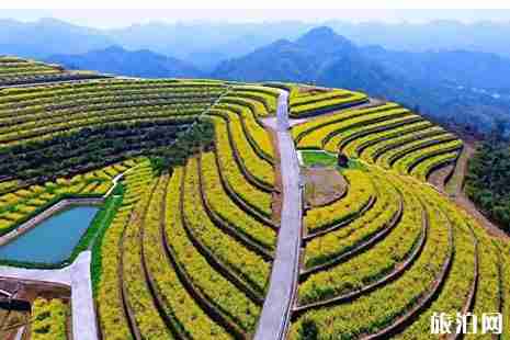 杭州油菜花哪里有