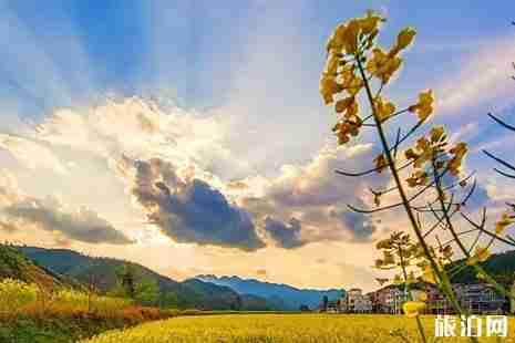 杭州油菜花哪里有