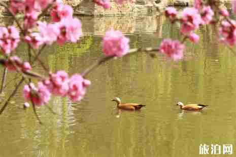 2019郑州桃花节在哪里+时间+门票+介绍