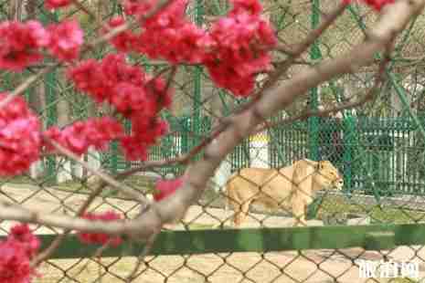 2019郑州桃花节在哪里+时间+门票+介绍