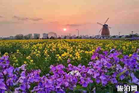 2019澄湖国际慢城油菜花节3月30日开启 附赏玩攻略 2019澄湖国际慢城油菜花节3月30日开启 附赏玩攻略