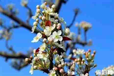 2019安庆大龙山梨花节3月30日开启 附活动信息