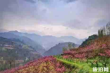 2019西安鄠邑区桃花节3月28日至4月7日开启 附活动信息