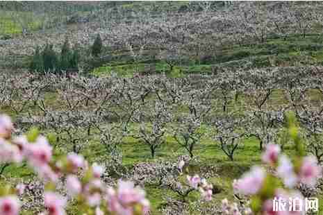2019西安鄠邑区桃花节3月28日至4月7日开启 附活动信息