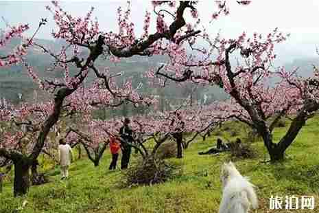 2019西安鄠邑区桃花节3月28日至4月7日开启 附活动信息