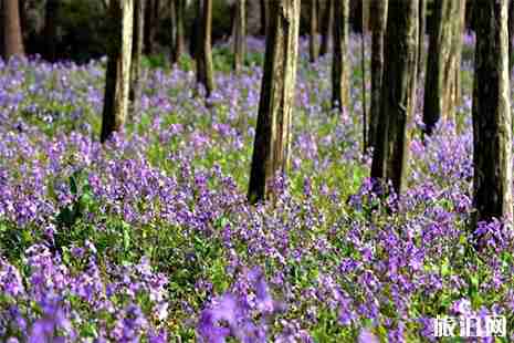 2019上海都市森林百花展 时间+地址+赏花攻略