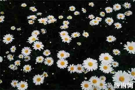 2019西安寿阳山扫墓专线信息