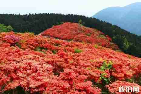 2019日本春季旅游攻略