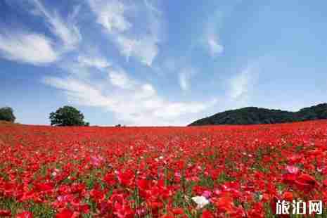 2019日本春季旅游攻略