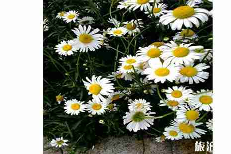 2019西安寿阳山扫墓专线信息