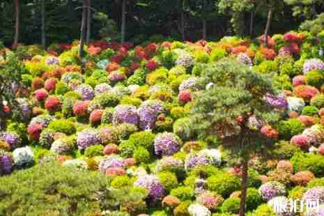 2019日本春季旅游攻略