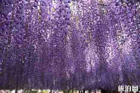 2019日本春季旅游攻略